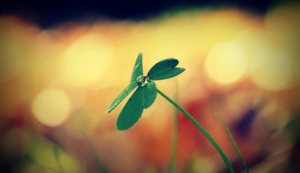 战火中的绿茵传奇：波兰队以昂扬斗志，力克乌克兰，点燃希望之光